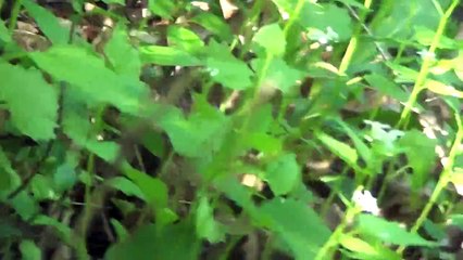 REAL LIFE ZOMBIE FOUND IN THE WOODS!