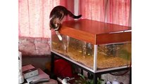 Kitty Tries To Catch Exotic Fish Inside Aquarium (Storyful, Cats)