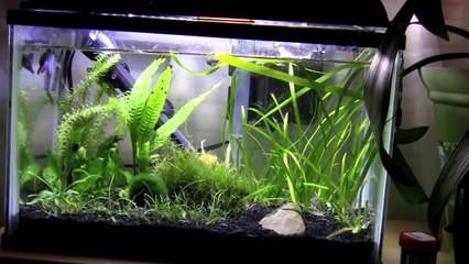 5 Gallon Betta Tank Update