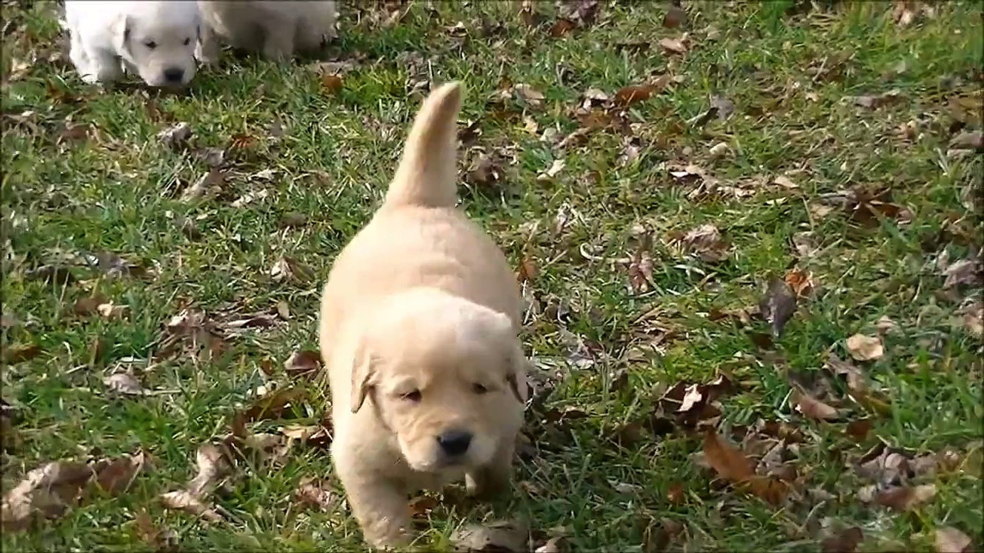 Golden Retriever Puppies (First Time Outside)