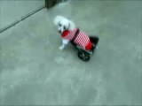 Handicapped poodle in her 2 wheeled cart
