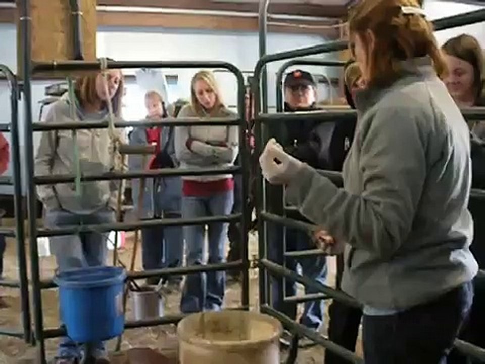 Mini Castration Post Surgery