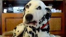Funny Dalmatian Dog Knows How To Laugh