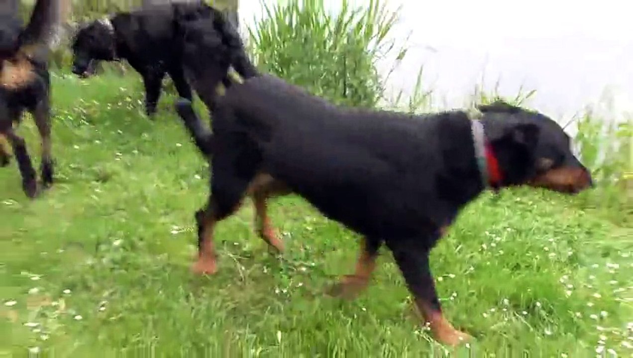 Zorro 9 mois chien fugueur