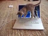 Funny Cute Kitten Plays With MacBook
