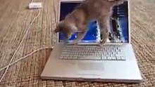 Funny Cute Kitten Plays With MacBook