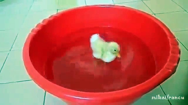 Пушистый ручной утенок. Позитивное видео