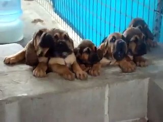 Super Cute Bloodhound Puppies Singing