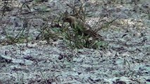 California Wildlife --- Brown-Headed Cowbird