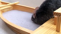 Chinchilla Takes a Dust Bath - Slow Motion 120FPS!