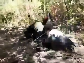 Duck vs rooster (male chicken)