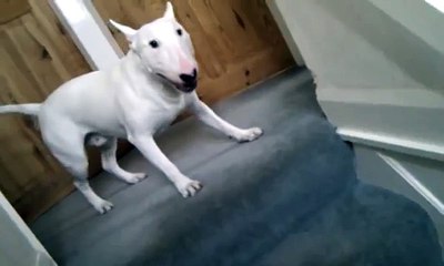 Crazy Bull Terrier Going Wild - Funny!