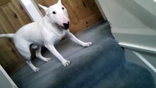 Crazy Bull Terrier Going Wild - Funny!