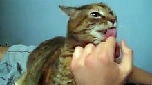 Cat Makes Crazy Noise When Petted - FUNNY