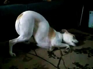 Funny Dog Trying To Stay Awake