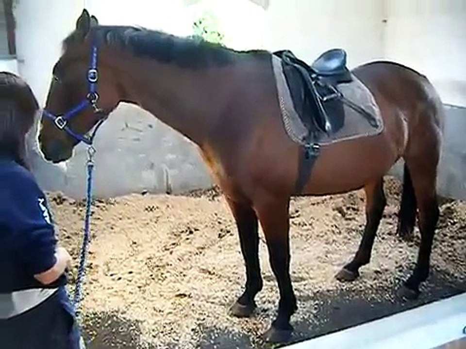 Perfect Image- interesting case for vets/would be vets!