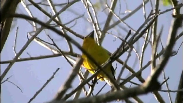 Yellow Grosbeak singing