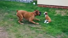Funny Clip_ Dog Thinks Statue Is Real Dog!
