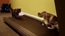Funny Kitties Working Out On Treadmill