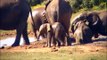 Highlights of the elephants at Addo Elephant National Park