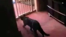 Funny Cat Fail Jump