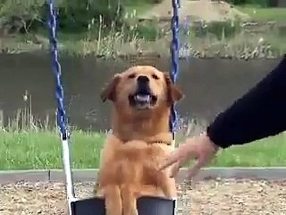 Dog On Swing Funniest Thing Ever!