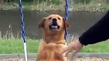 Dog On Swing Funniest Thing Ever!