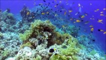 Sharm El Sheikh - Scuba Diving