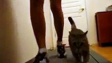 Girl Walks Cat On A Treadmill FUNNY