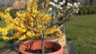 Make a new Bonsai. Fagus sylvatica, abmoosen und neu gestalten