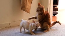 Cat VS Bulldog Cute And Funny Fight