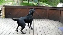Dog Goes Nuts With Hundred Of Tennis Balls - Dog Heaven!