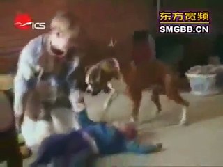 Funniest Dog Compilation Video