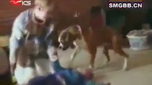 Funniest Dog Compilation Video