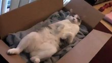 Funny Cat Video Lazy Cat Fight