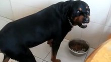 Funny Dog Video - Rottweiler Shows His Teeth