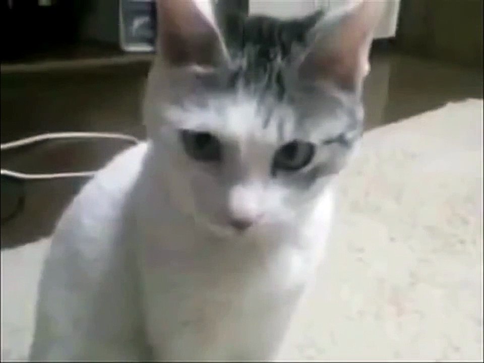 Funny Cat Goes 'OMG'!