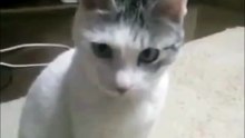 Funny Cat Goes 'OMG'!