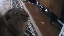 Talking Funny Cat Says 'No No