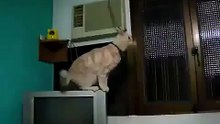 Funny Cat Jump Fail!