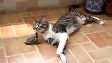 Cat And Turtle Are Best Friends - Very Cute