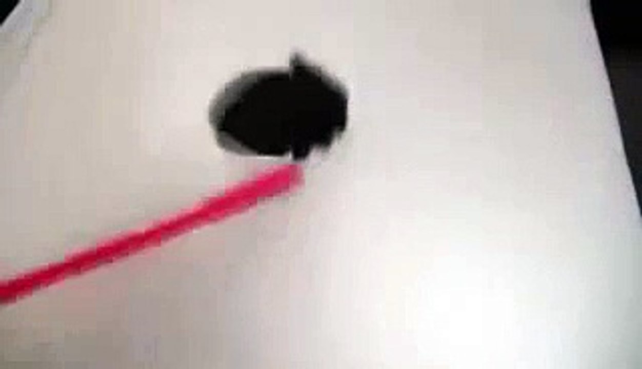Funny Cat Attacks Straw