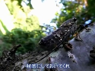 ツクツクボウシ、独唱 - Japanese cicada "Tsuku-tsuku Boshi"