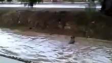 Brave Dog Saves Other Dog From Drowning - Touching!