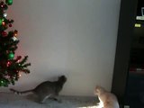 Cute Kittens Chase Laser Pointer - FUNNY