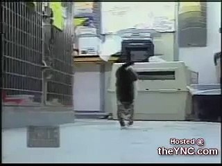 Amazing Cute Kitting Walks On Two Legs!