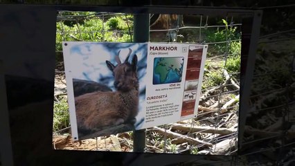 Slideshow animali Zoo di Pistoia