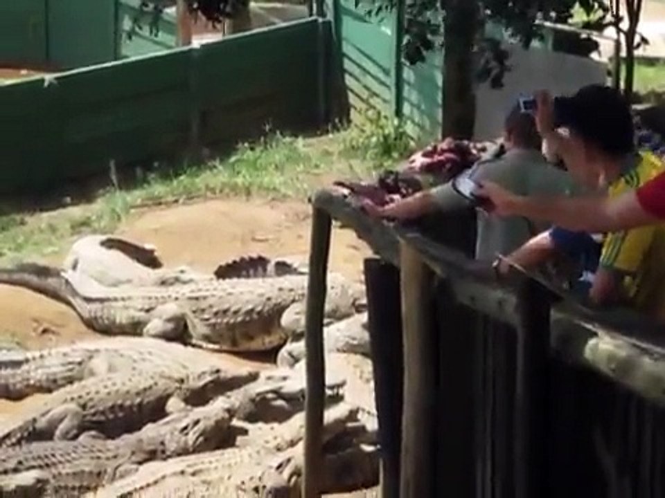 Nile Crocodiles Feeding