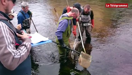 Quimperlé. Pêche électrique sur l'Ellé