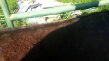 Meeting the donkeys
